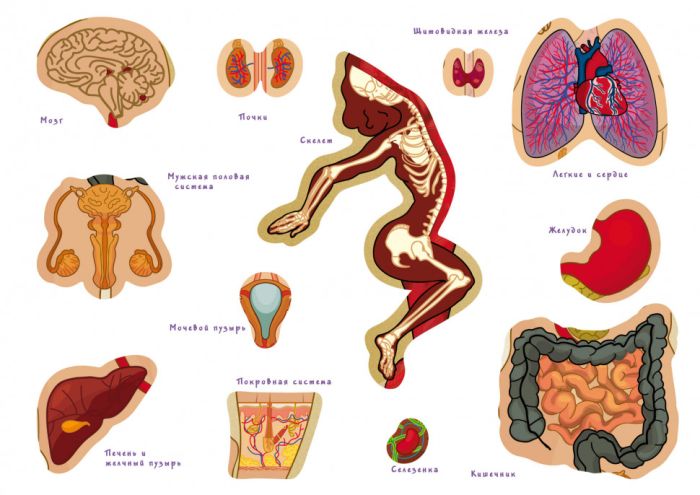 Настольная обучающая игра с многоразовыми наклейками "Тело человека" KP-004p на рус. языке                    