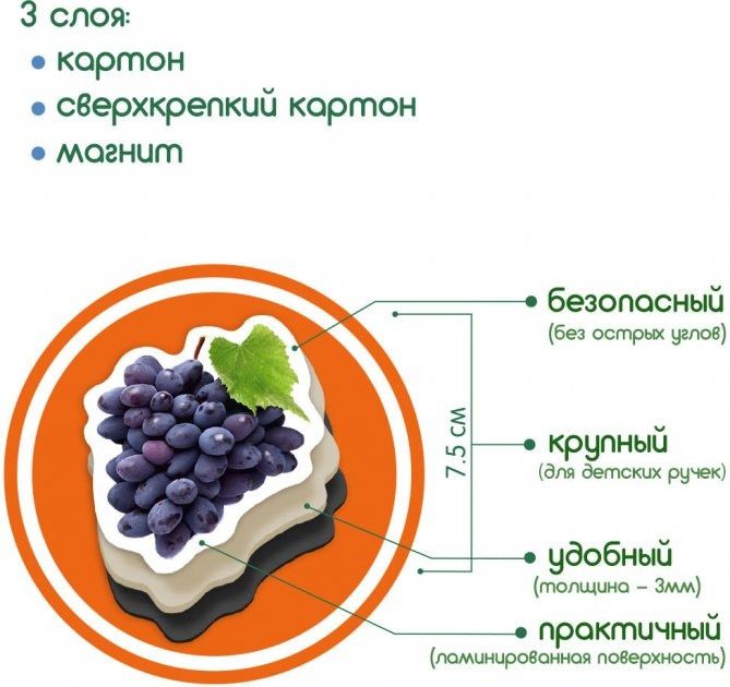 Набор магнитов Magdum "Фрукты и ягоды" ML4031-11 EN