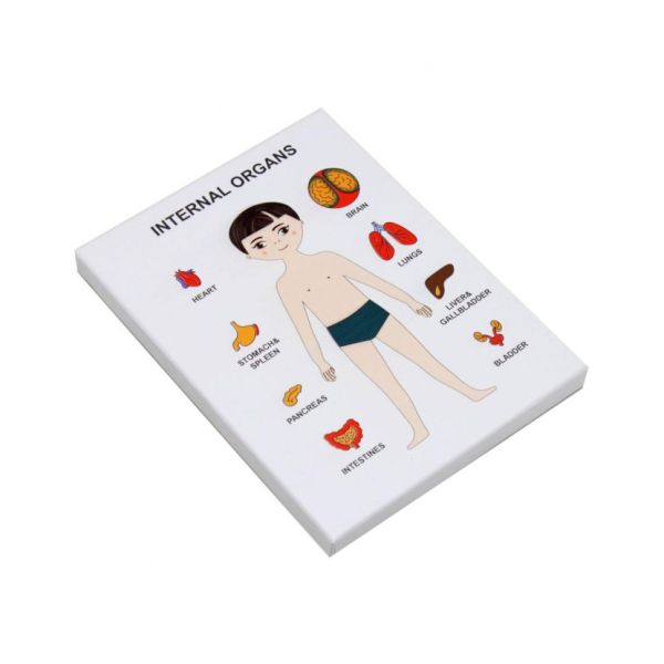 Пазлы обучающие Internal Organs Strateg 30349 органы человека